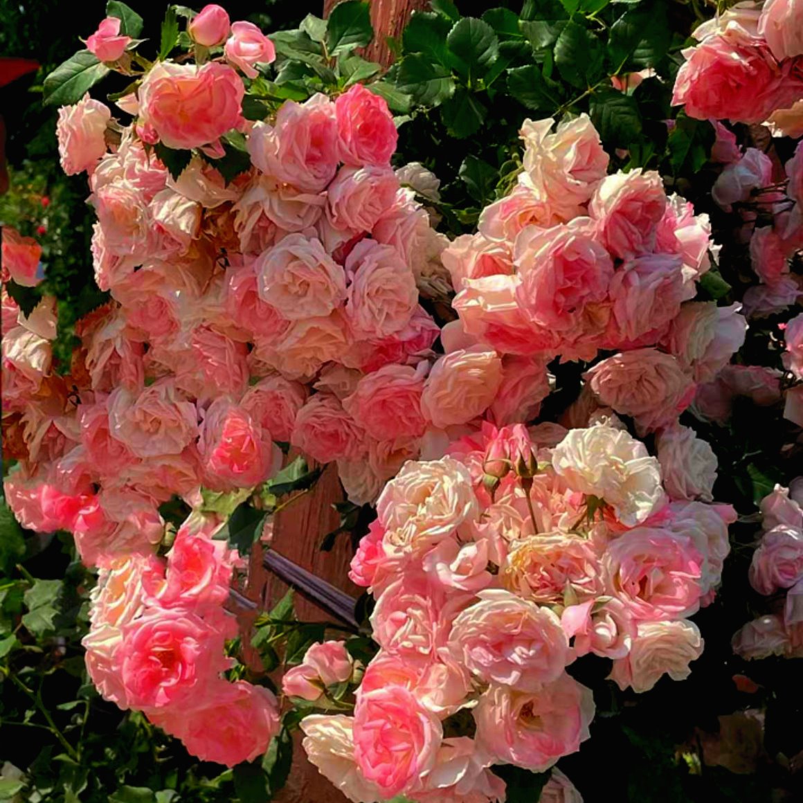 徐薇 - 面具(DJXy FunkyHouse Rmx 2024)