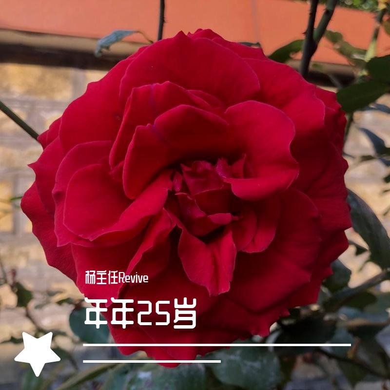 杨主任Revive - 不再说永远(Dj刚仔 Electro Mix粤语男)